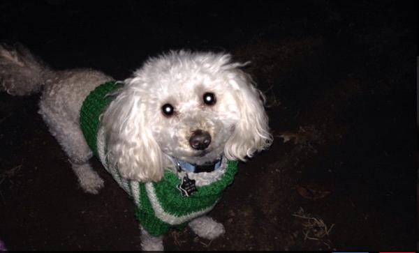 /Images/uploads/Humane Rescue Alliance/HRACalendarPhotoContest/entries/8575thumb.jpg